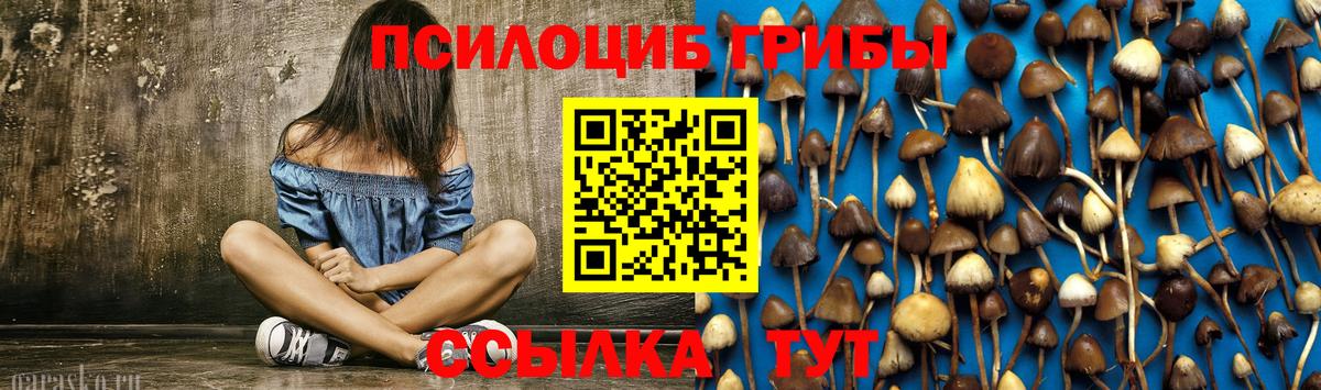 Томск  Псилоцибиновые грибы Psilocybe  Вход с VPN 